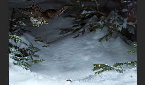 Sperlingskauz (Glaucidium passerinum)