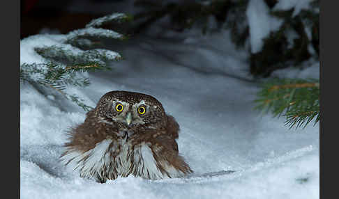 Sperlingskauz (Glaucidium passerinum)