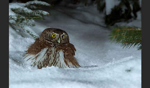 Sperlingskauz (Glaucidium passerinum)