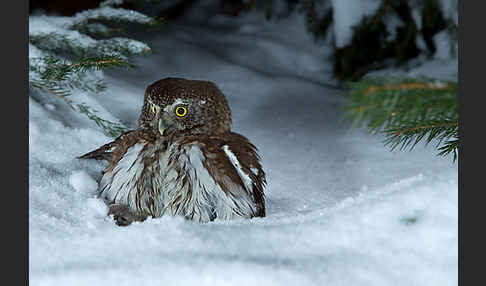 Sperlingskauz (Glaucidium passerinum)