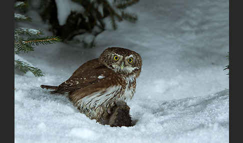 Sperlingskauz (Glaucidium passerinum)