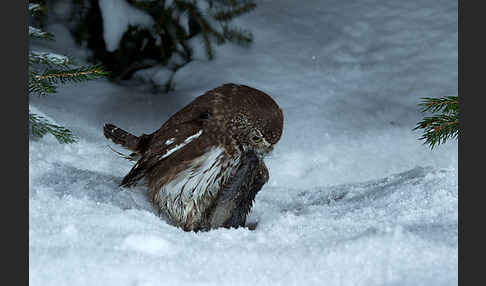 Sperlingskauz (Glaucidium passerinum)