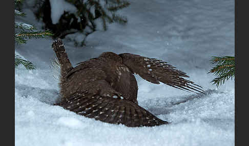 Sperlingskauz (Glaucidium passerinum)