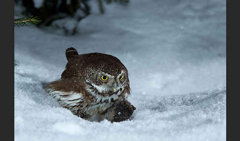 Sperlingskauz (Glaucidium passerinum)