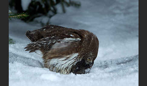 Sperlingskauz (Glaucidium passerinum)