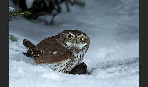 Sperlingskauz (Glaucidium passerinum)