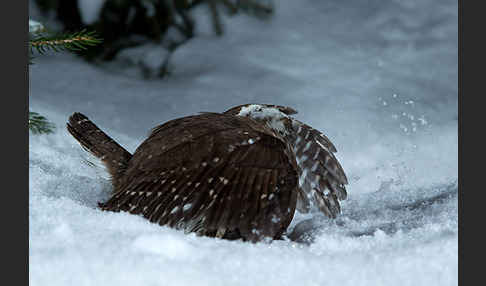 Sperlingskauz (Glaucidium passerinum)