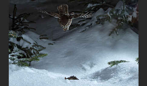 Sperlingskauz (Glaucidium passerinum)