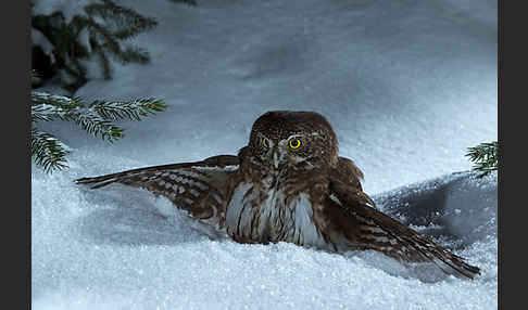 Sperlingskauz (Glaucidium passerinum)