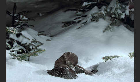 Sperlingskauz (Glaucidium passerinum)