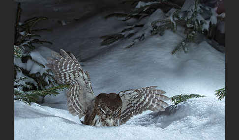 Sperlingskauz (Glaucidium passerinum)