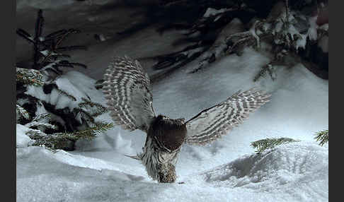 Sperlingskauz (Glaucidium passerinum)