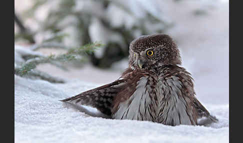 Sperlingskauz (Glaucidium passerinum)