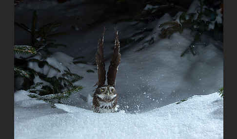 Sperlingskauz (Glaucidium passerinum)