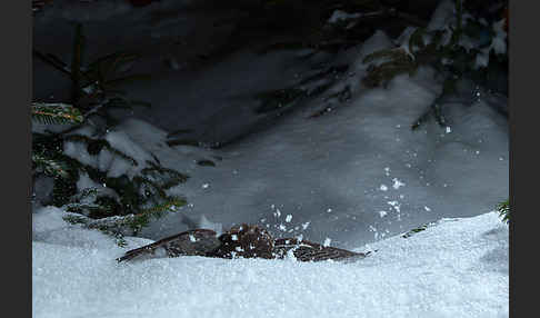 Sperlingskauz (Glaucidium passerinum)