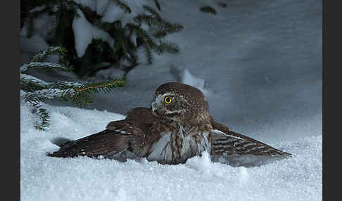 Sperlingskauz (Glaucidium passerinum)