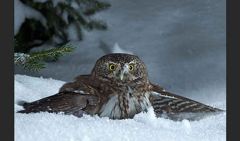 Sperlingskauz (Glaucidium passerinum)