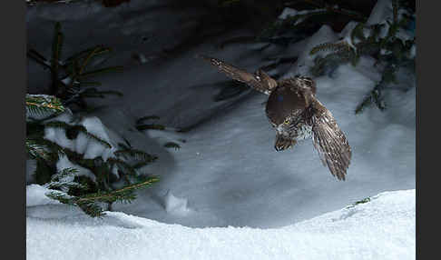 Sperlingskauz (Glaucidium passerinum)