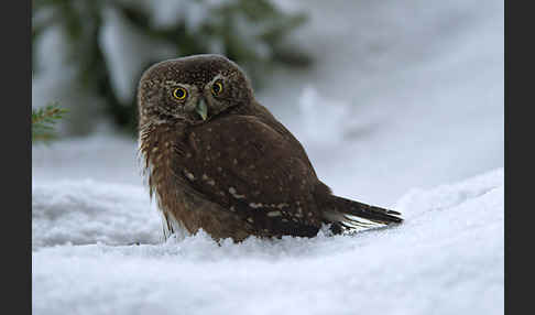 Sperlingskauz (Glaucidium passerinum)