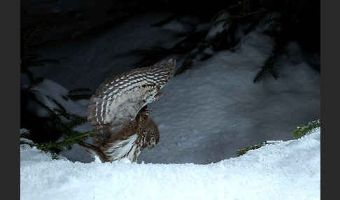 Sperlingskauz (Glaucidium passerinum)