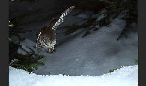 Sperlingskauz (Glaucidium passerinum)