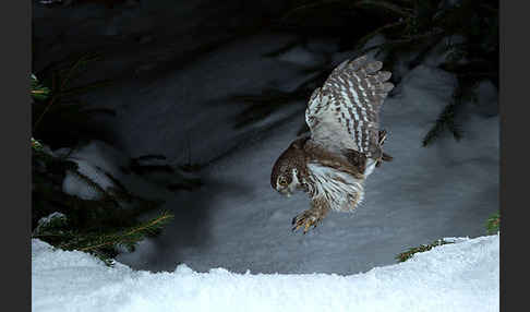 Sperlingskauz (Glaucidium passerinum)