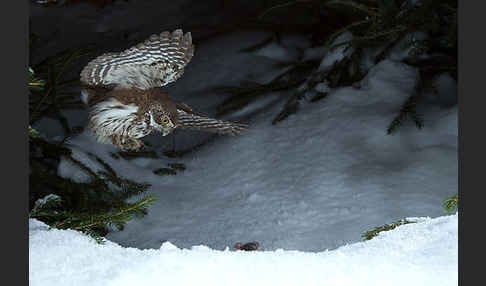 Sperlingskauz (Glaucidium passerinum)