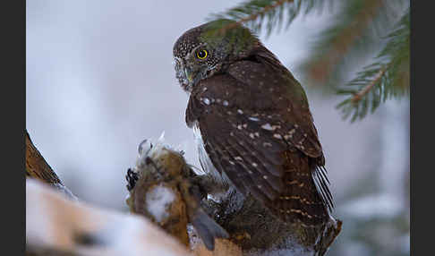 Sperlingskauz (Glaucidium passerinum)