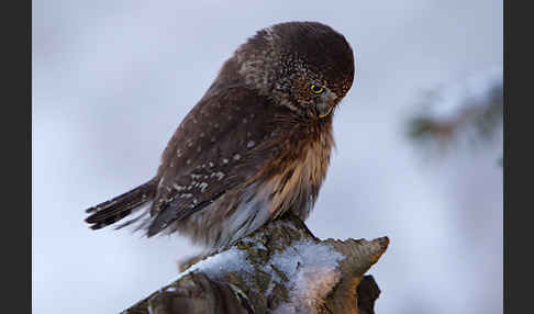 Sperlingskauz (Glaucidium passerinum)