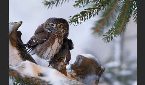 Sperlingskauz (Glaucidium passerinum)