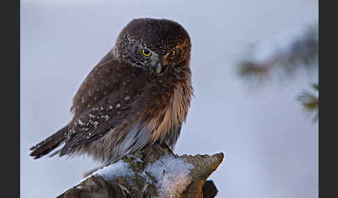 Sperlingskauz (Glaucidium passerinum)