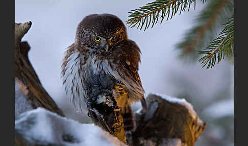 Sperlingskauz (Glaucidium passerinum)