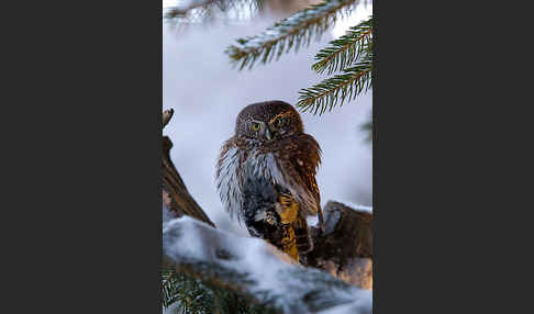 Sperlingskauz (Glaucidium passerinum)