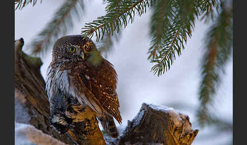 Sperlingskauz (Glaucidium passerinum)