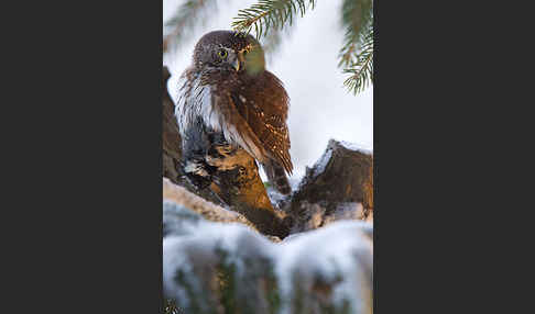 Sperlingskauz (Glaucidium passerinum)