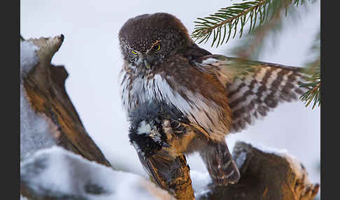 Sperlingskauz (Glaucidium passerinum)