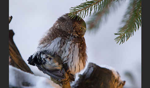 Sperlingskauz (Glaucidium passerinum)