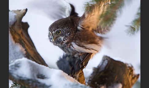 Sperlingskauz (Glaucidium passerinum)