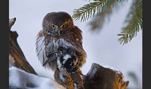 Sperlingskauz (Glaucidium passerinum)