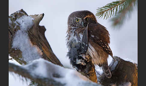 Sperlingskauz (Glaucidium passerinum)