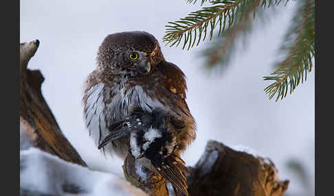 Sperlingskauz (Glaucidium passerinum)