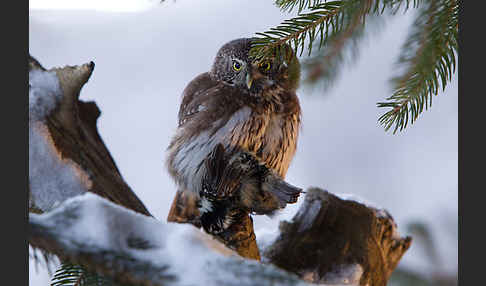 Sperlingskauz (Glaucidium passerinum)