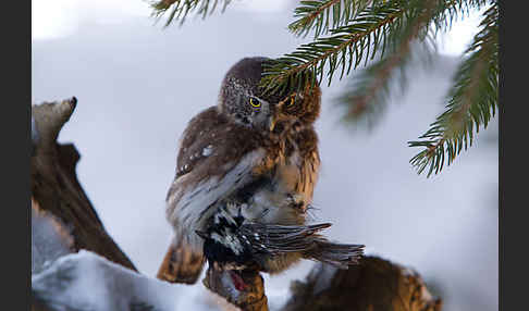 Sperlingskauz (Glaucidium passerinum)