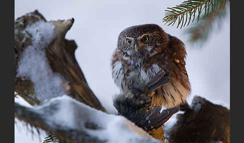 Sperlingskauz (Glaucidium passerinum)