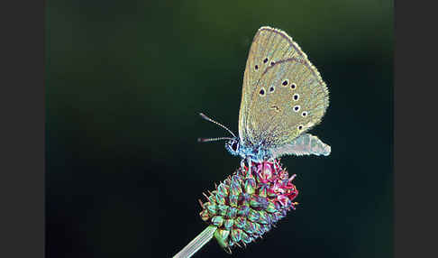 Dunkler Wiesenknopf-Ameisenbläuling (Glaucopsyche nausithous)