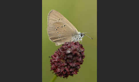 Dunkler Wiesenknopf-Ameisenbläuling (Glaucopsyche nausithous)