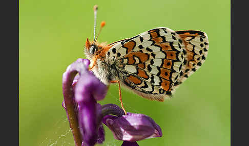 Gemeiner Scheckenfalter (Melitaea cinxia)