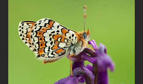 Gemeiner Scheckenfalter (Melitaea cinxia)