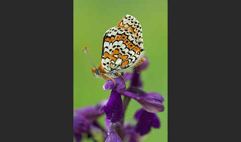 Gemeiner Scheckenfalter (Melitaea cinxia)