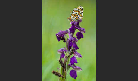 Gemeiner Scheckenfalter (Melitaea cinxia)